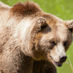 grizzly-bear-attacks-elementary-class-on-nature-outing-in-canada,-teachers-injured-defending-students