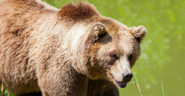 grizzly-bear-attacks-elementary-class-on-nature-outing-in-canada,-teachers-injured-defending-students