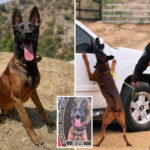 gunman-shot-dead-by-cops-after-killing-their-police-k-9,-spike,-who-‘made-the-ultimate-sacrifice’