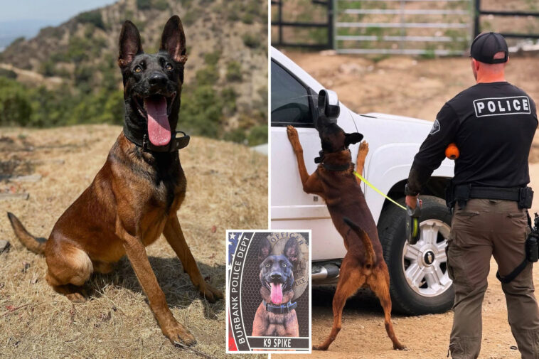 gunman-shot-dead-by-cops-after-killing-their-police-k-9,-spike,-who-‘made-the-ultimate-sacrifice’
