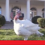 the-us.-tradition-of-the-presidential-turkey-pardon:-a-historic-ritual-that-marks-the-start-of-thanksgiving