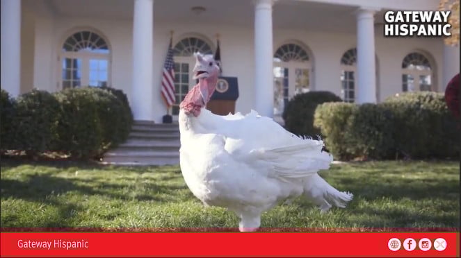 the-us.-tradition-of-the-presidential-turkey-pardon:-a-historic-ritual-that-marks-the-start-of-thanksgiving