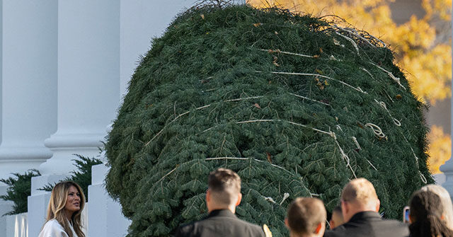 first-lady-melania-trump-welcomes,-inspects-white-house-christmas-tree:-‘it’s-a-beautiful-tree!’