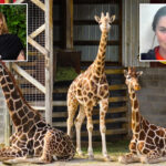 alicia-silverstone-offers-$50k-reward-for-return-of-baby-giraffes-who-mysteriously-vanished-from-troubled-zoo-7-months-ago