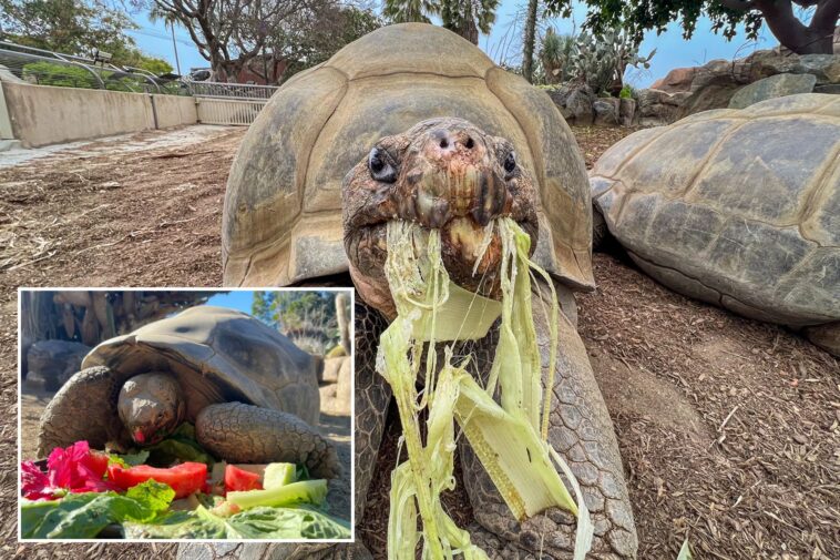 oldest-resident-of-san-diego-zoo,-gramma-the-galapagos-tortoise,-dies-at-estimated-141-years-old