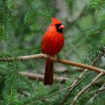 backyard-birding-is-booming-—-here-are-must-have-gifts-topping-wish-lists-this-season