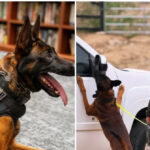 video:-burbank-police-mourn-k-9-spike-who-‘courageously-gave-his-life’-in-line-of-duty