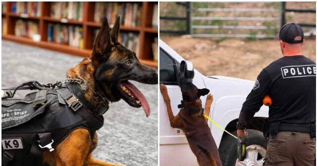 video:-burbank-police-mourn-k-9-spike-who-‘courageously-gave-his-life’-in-line-of-duty