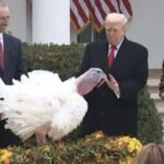 watch:-trump-roasts-chuck-schumer-and-nancy-pelosi-at-turkey-pardon,-jokes-record-setting-turkeys-are-extremely-fat-but-still-maha