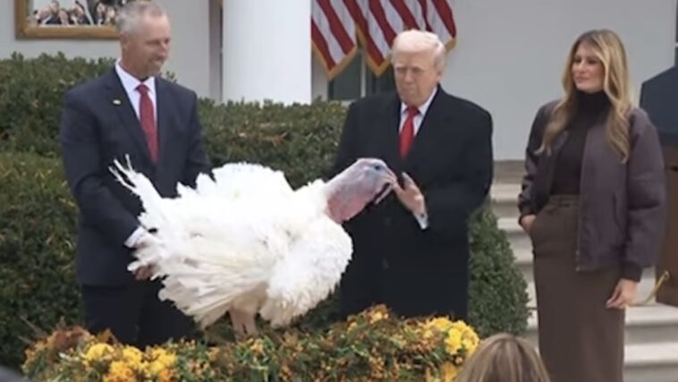 watch:-trump-roasts-chuck-schumer-and-nancy-pelosi-at-turkey-pardon,-jokes-record-setting-turkeys-are-extremely-fat-but-still-maha