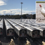 heartless-owner-abandons-chicken-on-nyc-subway-—-before-being-put-down
