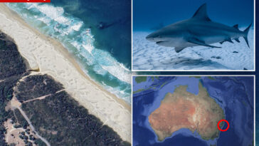 shark-kills-woman-and-seriously-wounds-another-swimmer-at-australian-beach