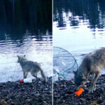 wolf-filmed-using-tools-‘exactly-the-way-humans-do-it’-in-possible-wildlife-breakthrough:-expert