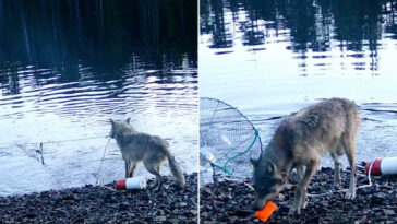 wolf-filmed-using-tools-‘exactly-the-way-humans-do-it’-in-possible-wildlife-breakthrough:-expert
