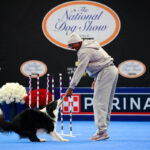 76ers-guard-tyrese-maxey-takes-his-handles-to-the-national-dog-show
