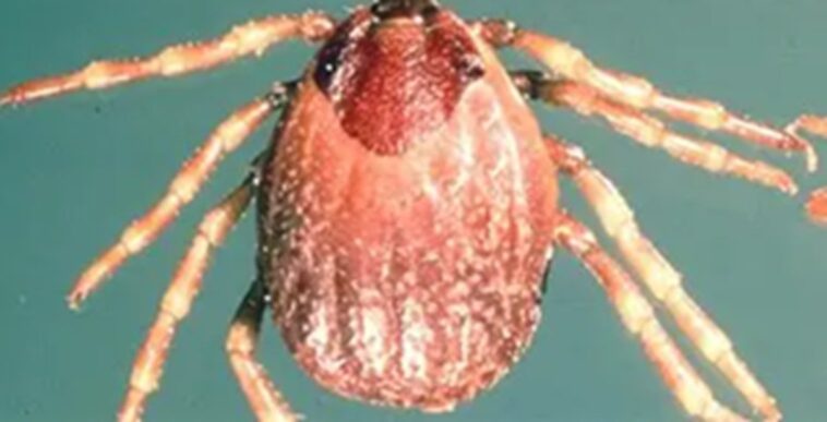 exposed:-us-labs-breeding-deadly-foreign-ticks-in-bid-for-mrna-vaccines