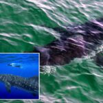 governments-endorse-protecting-sharks-amid-overfishing-worries