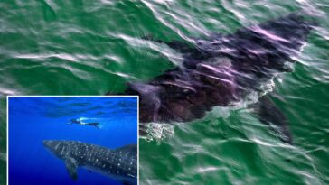 governments-endorse-protecting-sharks-amid-overfishing-worries