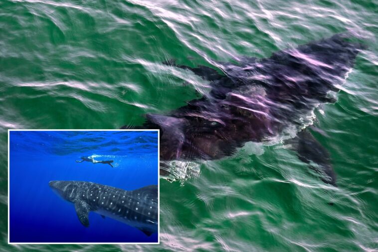 governments-endorse-protecting-sharks-amid-overfishing-worries