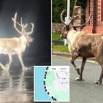 reindeer-escapes-uk-santa-land,-sparking-red-nose-alert,-rescue-mission-involving-royal-marines:-‘christmas-is-saved’