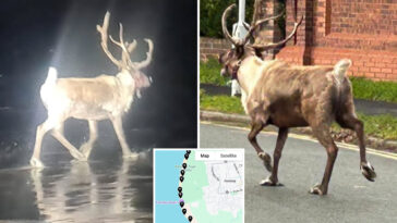 reindeer-escapes-uk-santa-land,-sparking-red-nose-alert,-rescue-mission-involving-royal-marines:-‘christmas-is-saved’