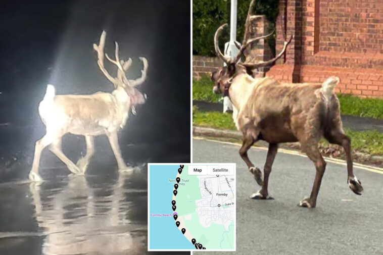 reindeer-escapes-uk-santa-land,-sparking-red-nose-alert,-rescue-mission-involving-royal-marines:-‘christmas-is-saved’