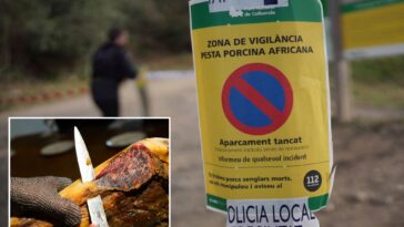 spanish-military-sets-up-‘exclusion-zone’-to-contain-african-swine-fever-—-that-may-have-started-from-a-tainted-sandwich