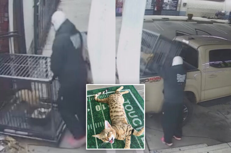 rare-$2,000-cat-stolen-from-la-barbershop-in-brazen-smash-and-grab