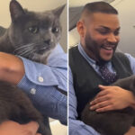 cat-gets-loose-on-southwest-airlines-flight-—-and-the-reactions-are-priceless