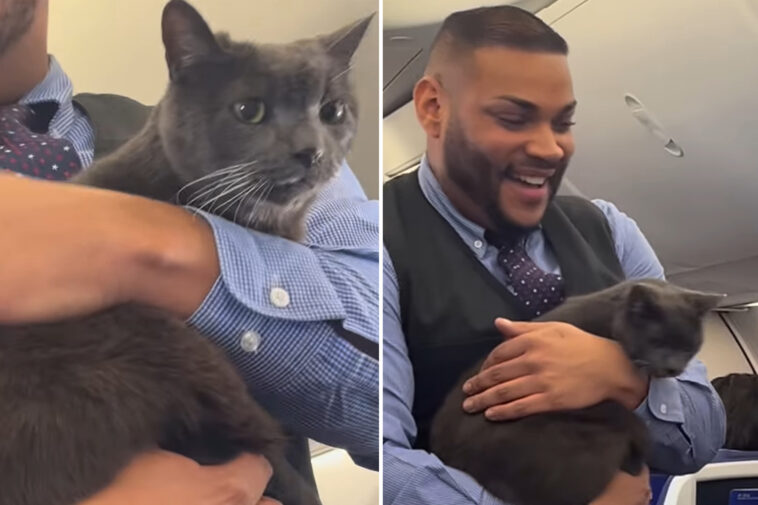 cat-gets-loose-on-southwest-airlines-flight-—-and-the-reactions-are-priceless