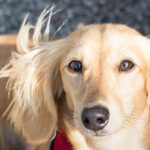 video-—-‘thanks-to-everybody’:-cincinnati-neighbors-help-reunite-stolen-dog-and-car-with-owners