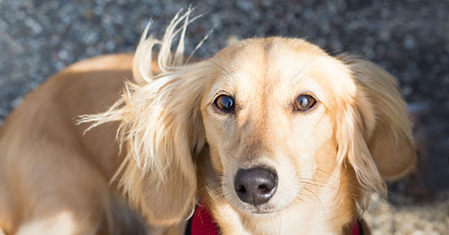 video-—-‘thanks-to-everybody’:-cincinnati-neighbors-help-reunite-stolen-dog-and-car-with-owners