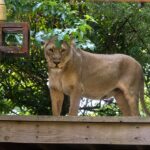 teen-with-dreams-of-lion-taming-mauled-to-death-after-climbing-into-enclosure-at-zoo