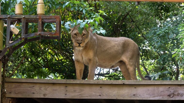teen-with-dreams-of-lion-taming-mauled-to-death-after-climbing-into-enclosure-at-zoo