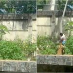 man-mauled-to-death-after-climbing-into-lioness-enclosure-—-caged-lion-will-not-be-euthanized