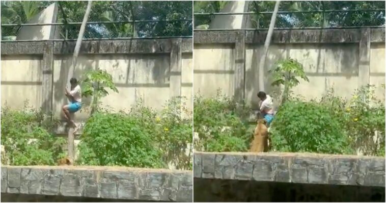 man-mauled-to-death-after-climbing-into-lioness-enclosure-—-caged-lion-will-not-be-euthanized