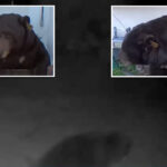 sweet-roll-plan-to-trap-500-pound-bear-under-altadena-home-spoiled-by-second-bruin