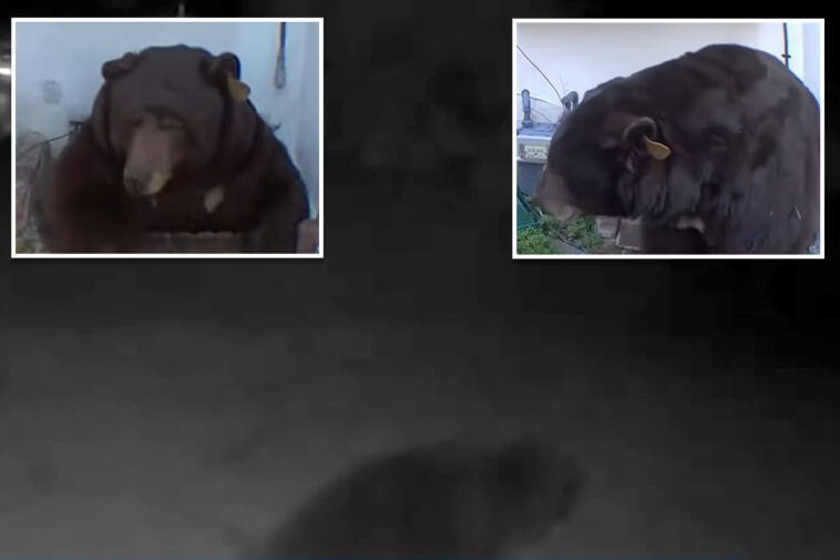 sweet-roll-plan-to-trap-500-pound-bear-under-altadena-home-spoiled-by-second-bruin