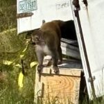 forrest,-the-last-escaped-monkey-from-mississippi-highway-crash,-finds-new-life-at-new-jersey-sanctuary