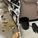 raccoon-breaks-into-liquor-store,-passes-out-in-bathroom-after-booze-fueled-‘rampage’