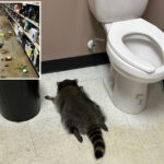 ‘very-intoxicated’-raccoon-trashed-virginia-liquor-store,-then-passed-out-face-first-in-bathroom