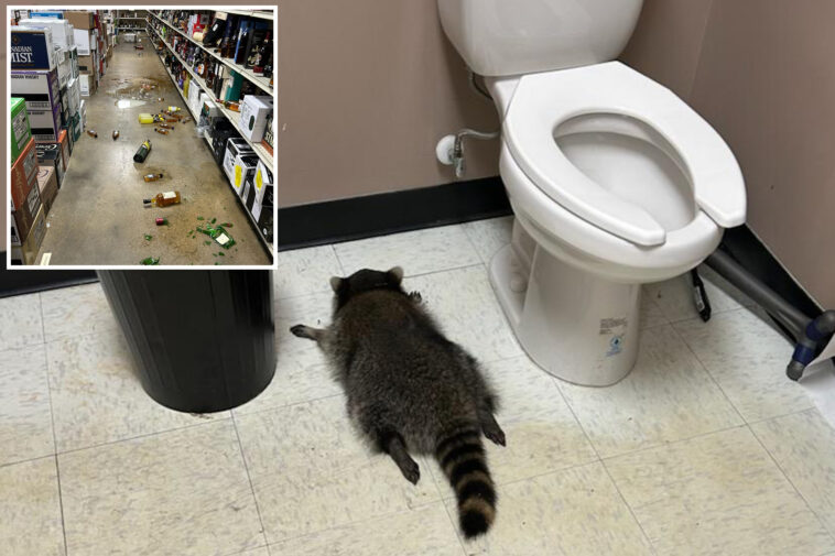 ‘very-intoxicated’-raccoon-trashed-virginia-liquor-store,-then-passed-out-face-first-in-bathroom