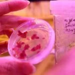 and-we-thought-fruitcake-was-bad:-italian-company-is-3d-printing-‘pastries’-that-are-made-of-truly-gross-sounding-ingredients