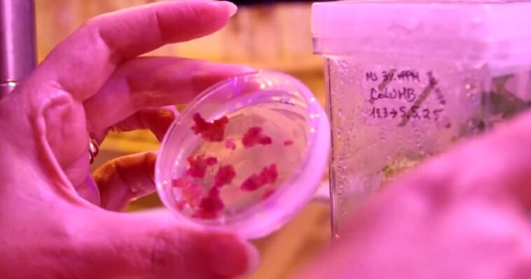 and-we-thought-fruitcake-was-bad:-italian-company-is-3d-printing-‘pastries’-that-are-made-of-truly-gross-sounding-ingredients