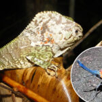 thousands-of-new-species-being-discovered-every-year-—-faster-than-ever-before