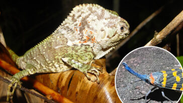 thousands-of-new-species-being-discovered-every-year-—-faster-than-ever-before