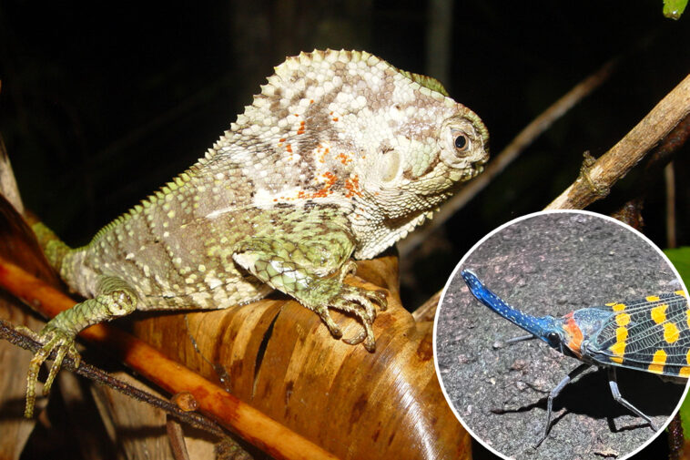 thousands-of-new-species-being-discovered-every-year-—-faster-than-ever-before