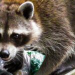 notorious-raccoon-that-raided-liquor-store-makes-headlines-again-–-it-turns-out-he’s-a-serial-offender