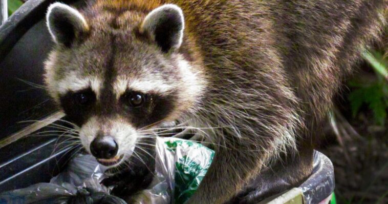 notorious-raccoon-that-raided-liquor-store-makes-headlines-again-–-it-turns-out-he’s-a-serial-offender