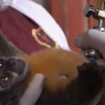 white-coat-waste-exposes-us-navy’s-cruel-taxpayer-funded-experiments-on-vulnerable-monkeys-in-peru-–-biden-era-funding-set-to-continue-until-2028-unless-trump-admin-stops-it-(video)